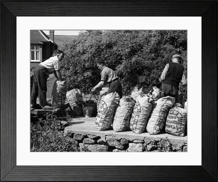 Framed Print : Welsh Potato Sacks Framed Print : Welsh Potato Sacks