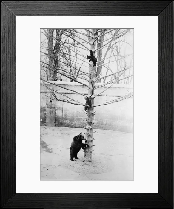 Framed Print : Bears on Tree in Snow Framed Print : Bears on Tree in Snow