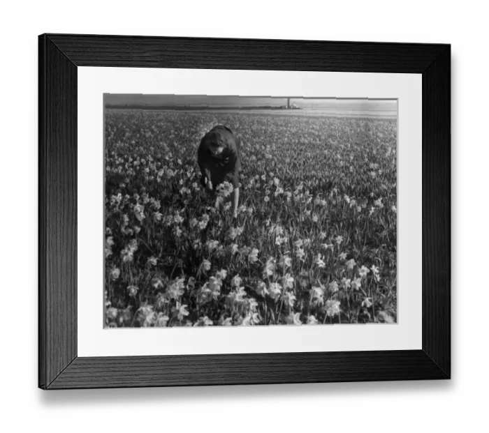 Framed Print : Daffodil Field Framed Print : Daffodil Field