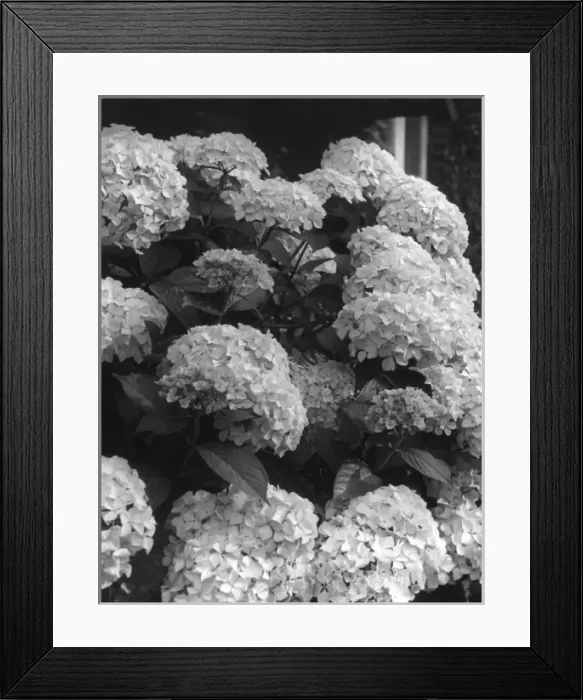 Framed Print : Hydrangea Blooms Framed Print : Hydrangea Blooms