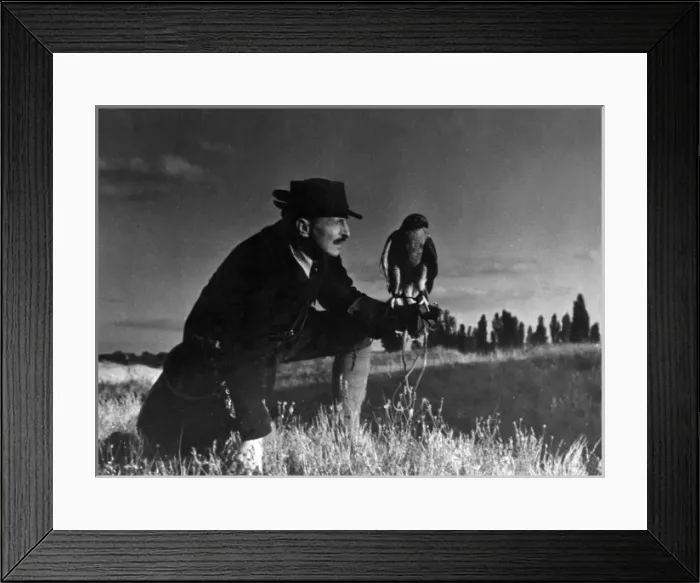 Framed Print : Falconry : at Rest Framed Print : Falconry : at Rest