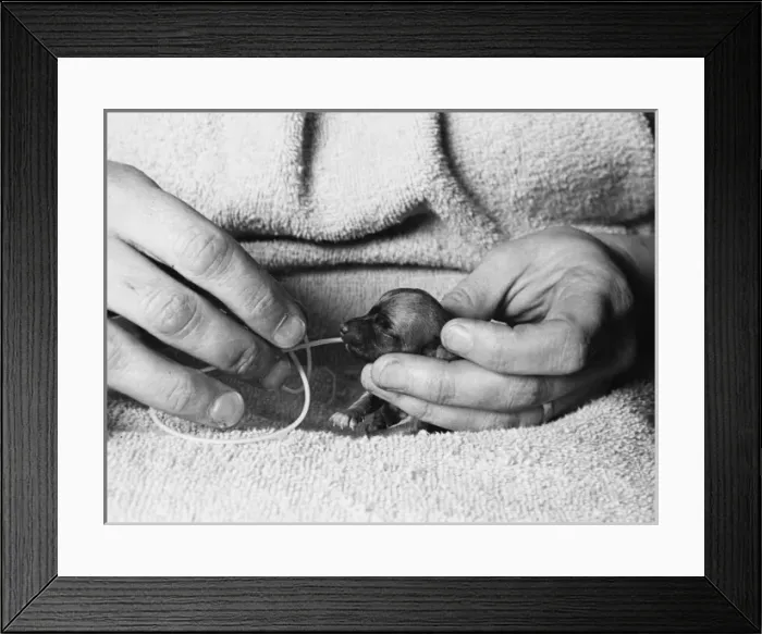 Framed Print : Hand-Feeding a Puppy Framed Print : Hand-Feeding a Puppy