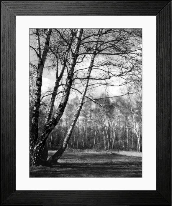 Framed Print : Silver Birches Framed Print : Silver Birches