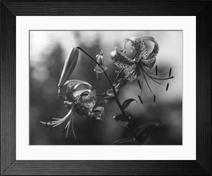Framed Print : TIGER LILY Framed Print : TIGER LILY