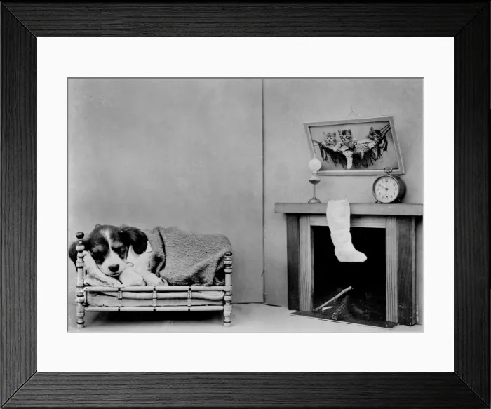 Framed Print : Beagle Waits for Santa Framed Print : Beagle Waits for Santa