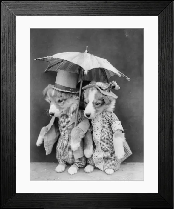 Framed Print : Doggy Promenaders Framed Print : Doggy Promenaders