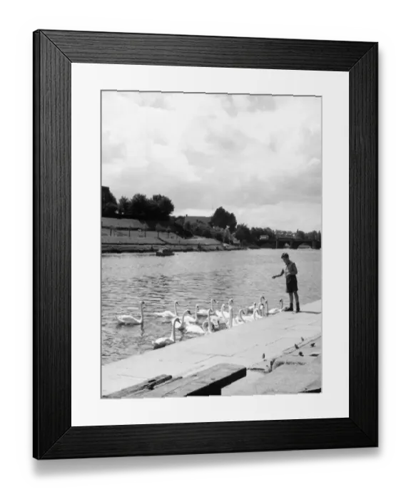 Framed Print : Feeding the Swans