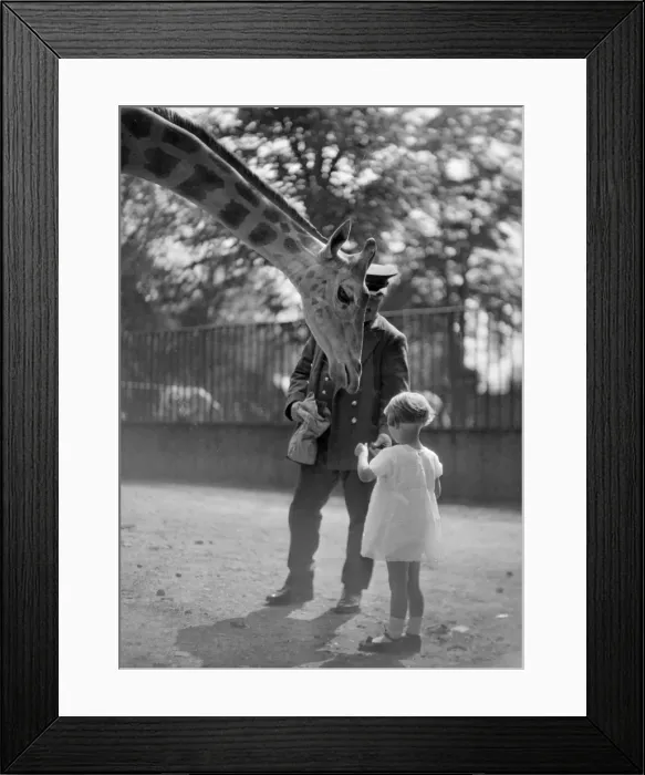 Framed Print : Feeding a Giraffe Framed Print : Feeding a Giraffe