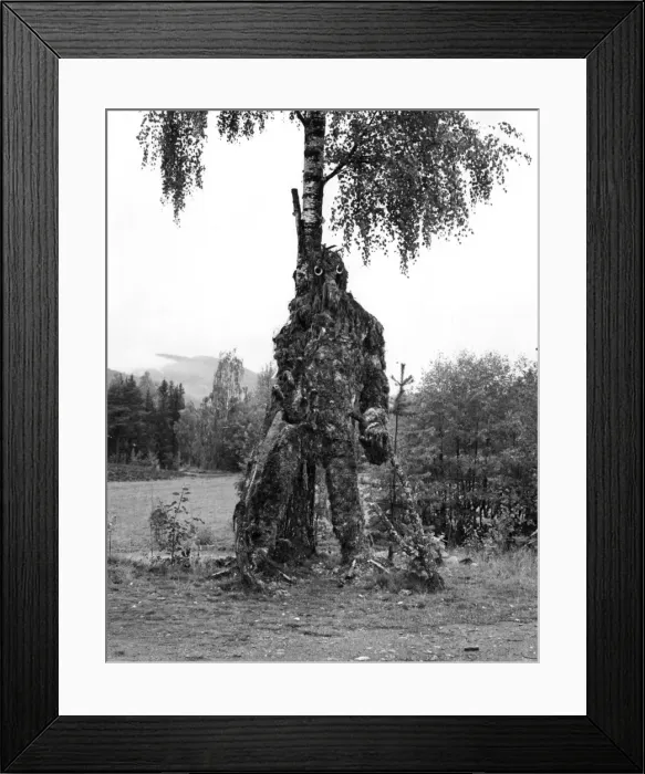 Framed Print : TREE TROLL Framed Print : TREE TROLL