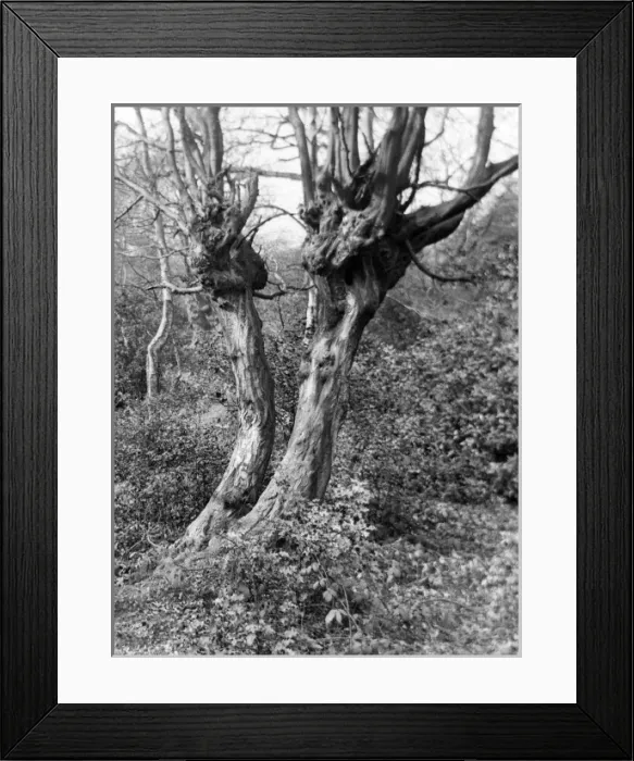 Framed Print : Hornbeam Trees Framed Print : Hornbeam Trees