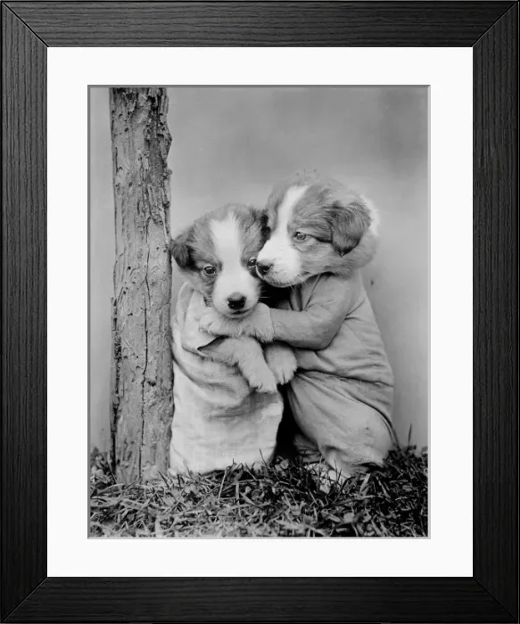Framed Print : Cuddling Puppies Framed Print : Cuddling Puppies