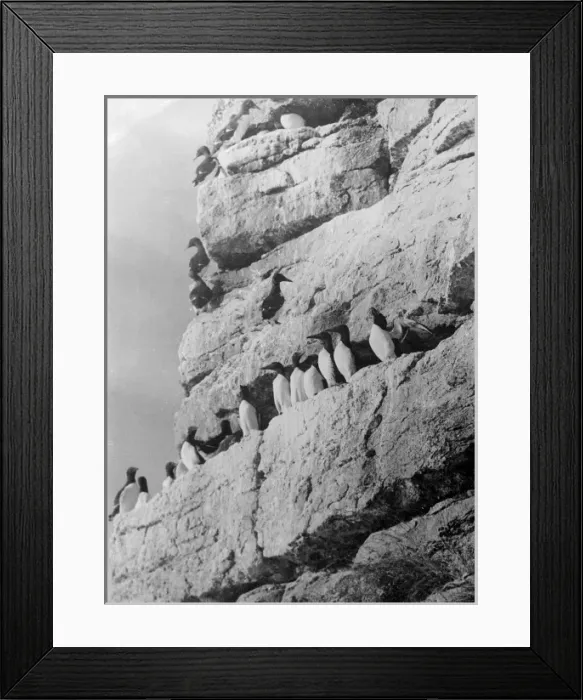 Framed Print : Penguins on the Rocks Framed Print : Penguins on the Rocks