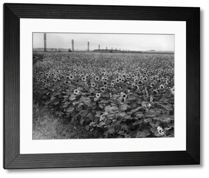 Framed Print : Sunflower Fields Framed Print : Sunflower Fields