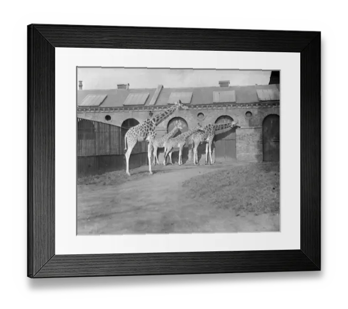 Framed Print : Giraffes at London Zoo Framed Print : Giraffes at London Zoo