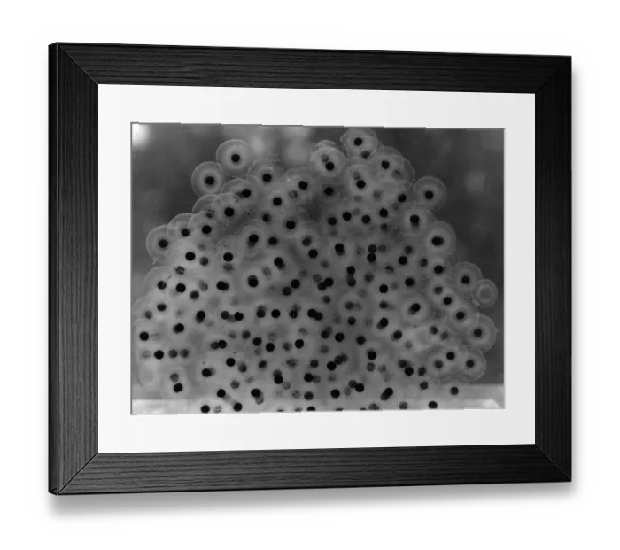Framed Print : FROG SPAWN Framed Print : FROG SPAWN