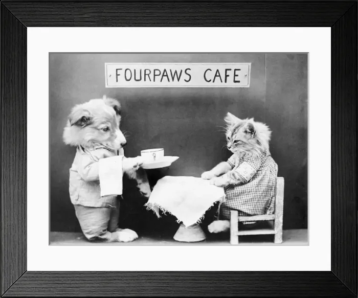 Framed Print : Fourpaws Cafe Framed Print : Fourpaws Cafe