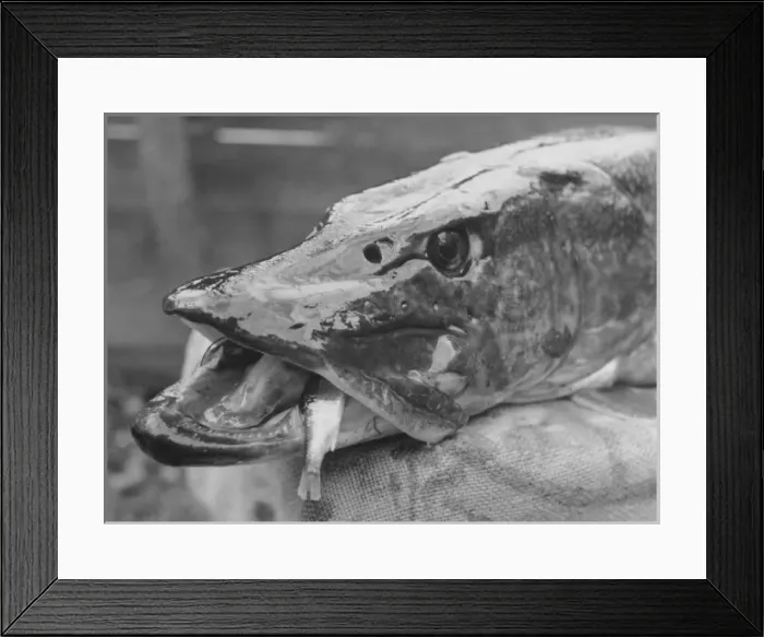 Framed Print : Fishing Catch Framed Print : Fishing Catch
