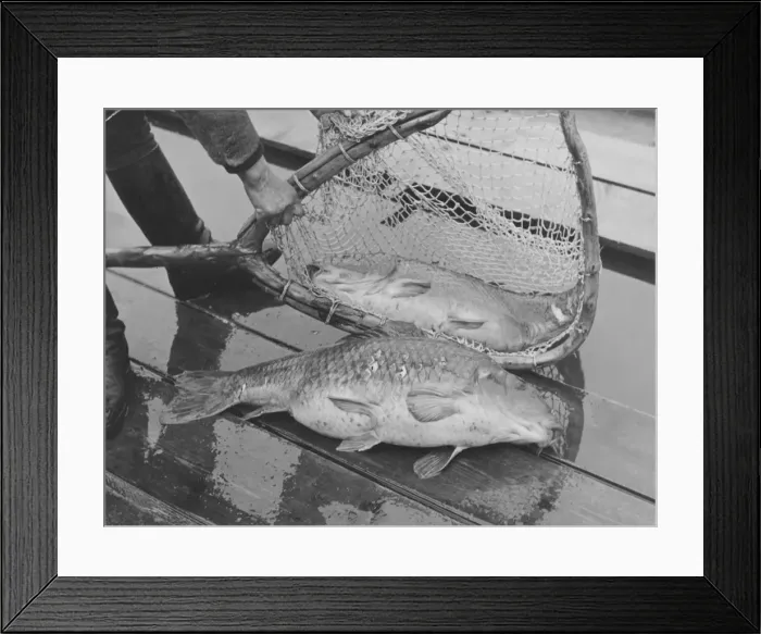 Framed Print : Fishing Catch Framed Print : Fishing Catch