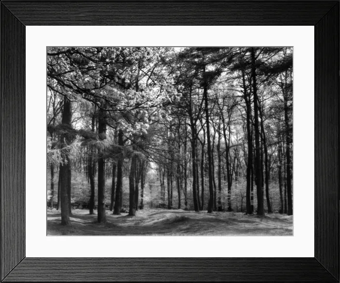 Framed Print : Forest of Dean Framed Print : Forest of Dean