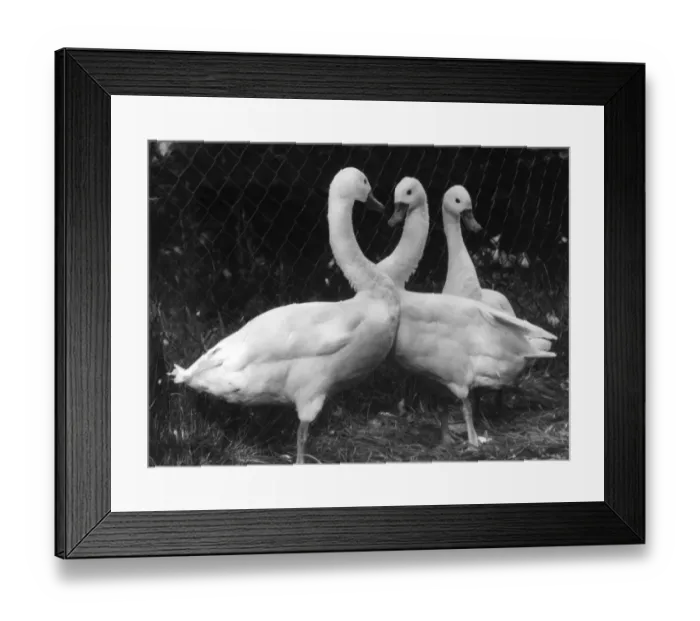 Framed Print : Three Swans Framed Print : Three Swans