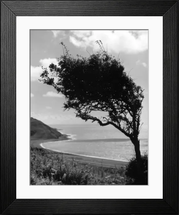 Framed Print : Weatherbeaten Hawthorn Framed Print : Weatherbeaten Hawthorn
