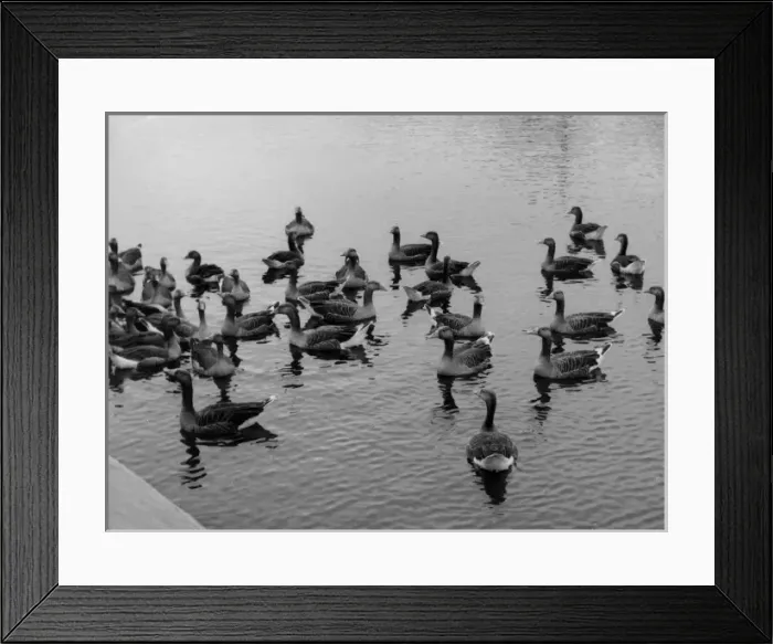 Framed Print : Grey Lag Geese Framed Print : Grey Lag Geese