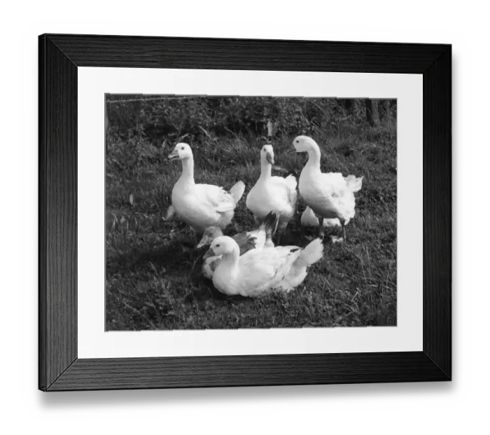 Framed Print : Group of Geese Framed Print : Group of Geese