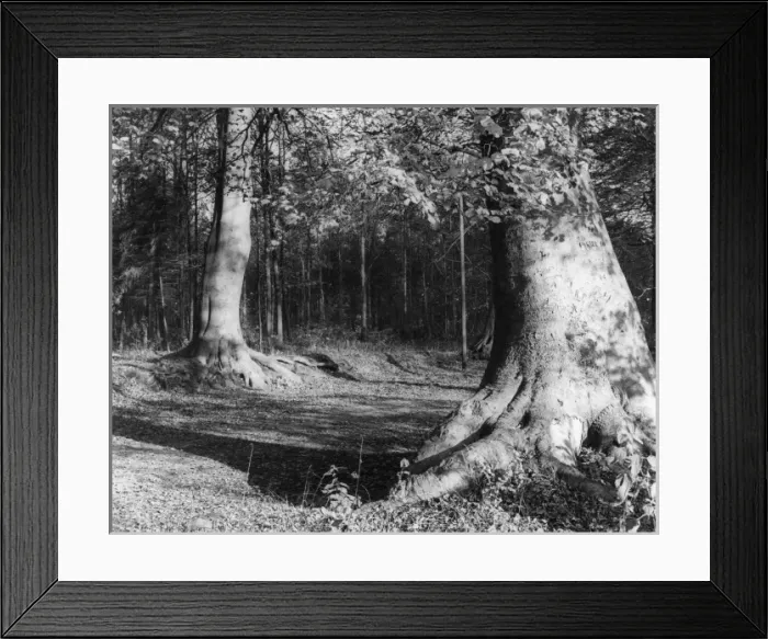 Framed Print : Ancient Woodland Framed Print : Ancient Woodland