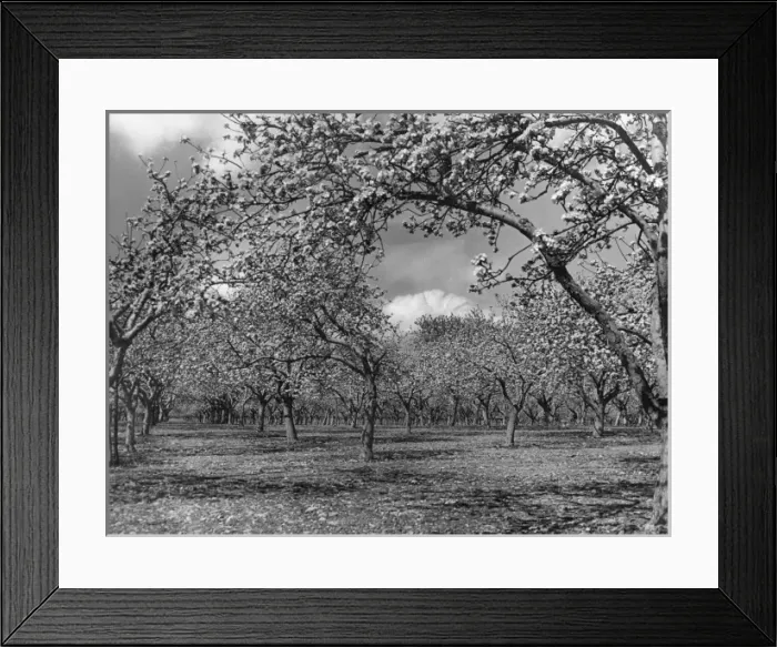 Framed Print : Apple Orchard Framed Print : Apple Orchard