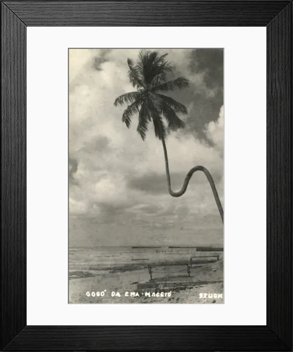 Framed Print : Brazil - Ostrich Neck palm Framed Print : Brazil - Ostrich Neck palm