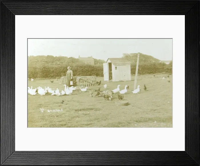 Framed Print : Keeping poultry at Grindale, Yorkshire Framed Print : Keeping poultry at Grindale, Yorkshire