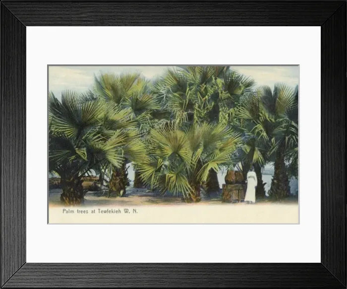 Framed Print : Palm Trees and the White Nile at Tewfekieh, Sudan Framed Print : Palm Trees and the White Nile at Tewfekieh, Sudan