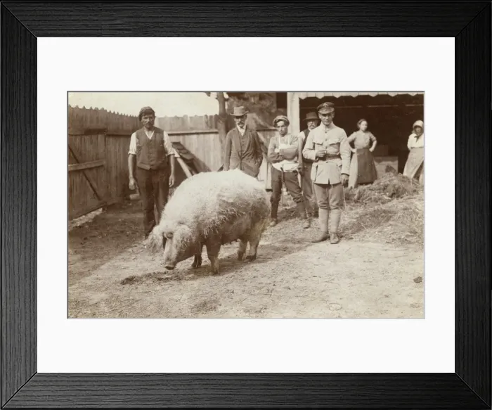 Framed Print : Prize Hog - Macedonia Framed Print : Prize Hog - Macedonia