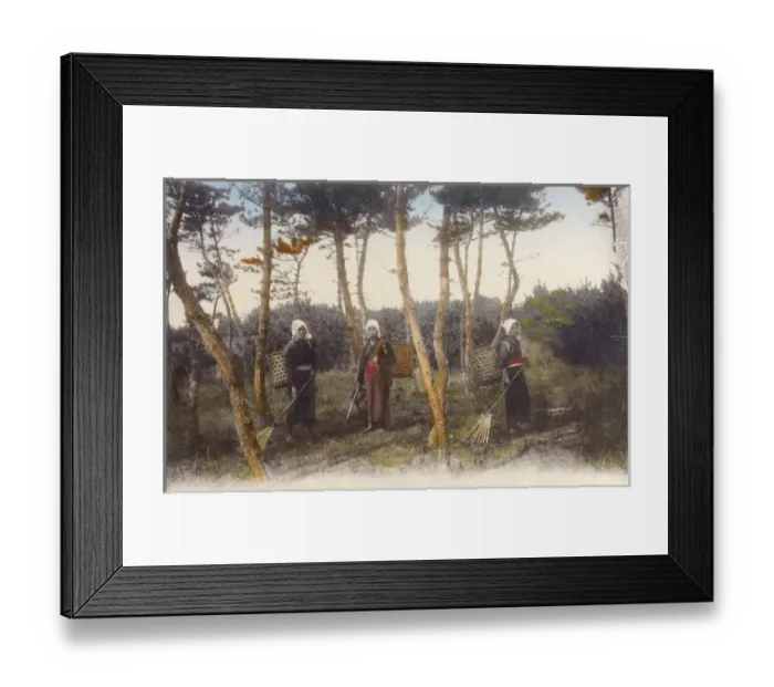 Framed Print : Raking Fir cones Framed Print : Raking Fir cones