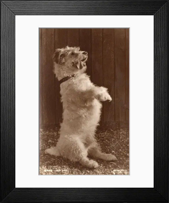 Framed Print : Good Dog - A terrier in seriously cute pose Framed Print : Good Dog - A terrier in seriously cute pose