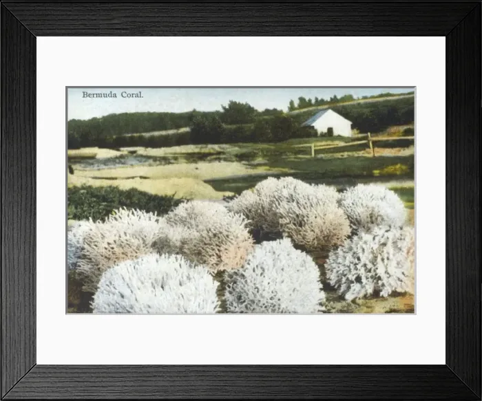 Framed Print : Bermuda Coral Framed Print : Bermuda Coral