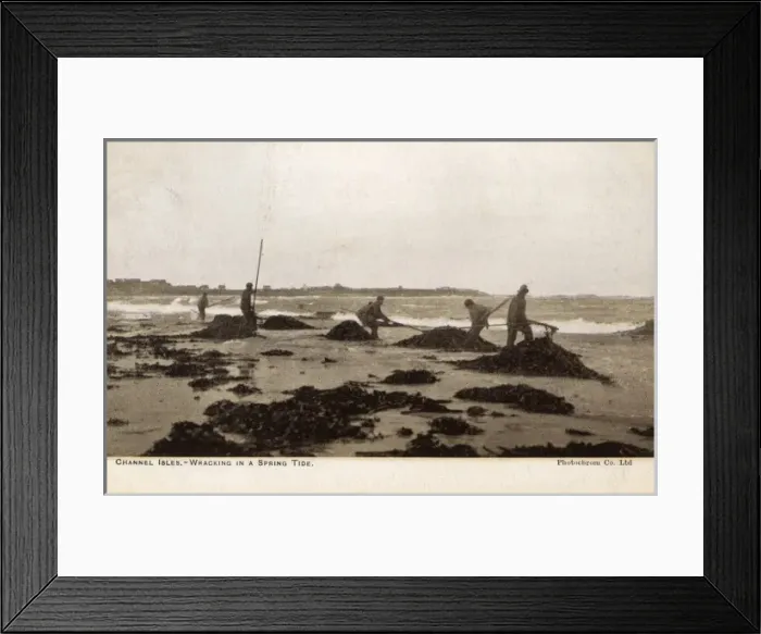 Framed Print : Gathering seaweed for fertiliser - Channel Islands Framed Print : Gathering seaweed for fertiliser - Channel Islands