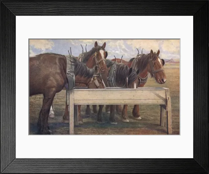 Framed Print : Four carthorses drinking at a trough Framed Print : Four carthorses drinking at a trough