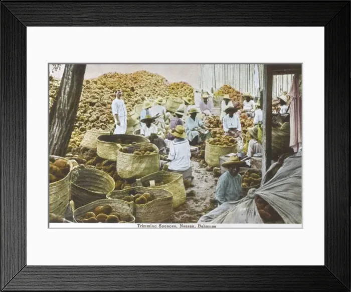 Framed Print : Trimming Sponges, Nassau, Bahamas Framed Print : Trimming Sponges, Nassau, Bahamas
