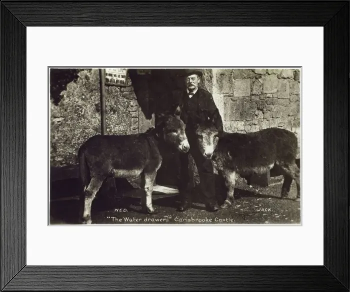 Framed Print : The Donkeys of Carisbrooke Castle Framed Print : The Donkeys of Carisbrooke Castle