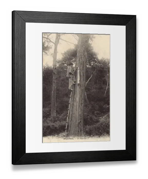 Framed Print : Tapping for pine resin - Arcachon, France Framed Print : Tapping for pine resin - Arcachon, France