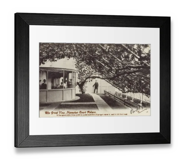 Framed Print : The Great Vine, Hampton Court Palace Framed Print : The Great Vine, Hampton Court Palace