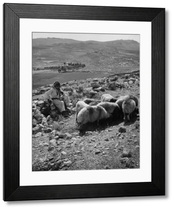 Framed Print : Israeli Shepherd Framed Print : Israeli Shepherd