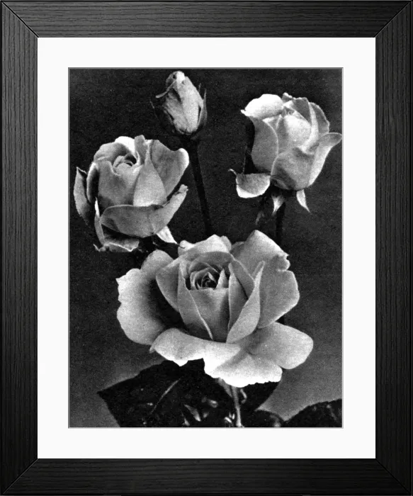Framed Print : Elizabeth Rose Framed Print : Elizabeth Rose