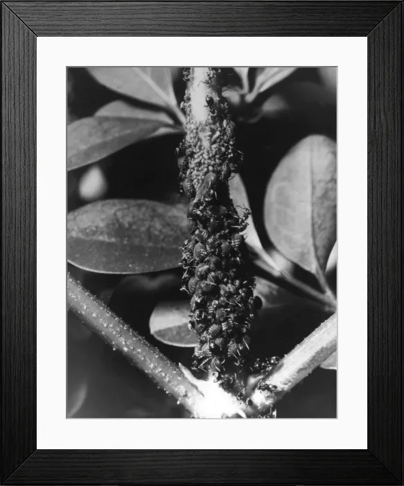 Framed Print : Ants & Black Fly Framed Print : Ants & Black Fly