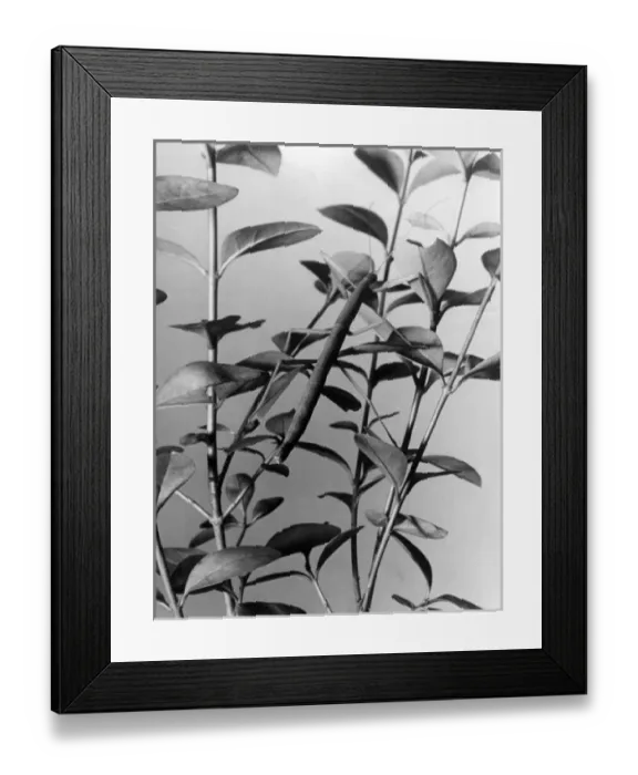 Framed Print : Stick Insect Framed Print : Stick Insect