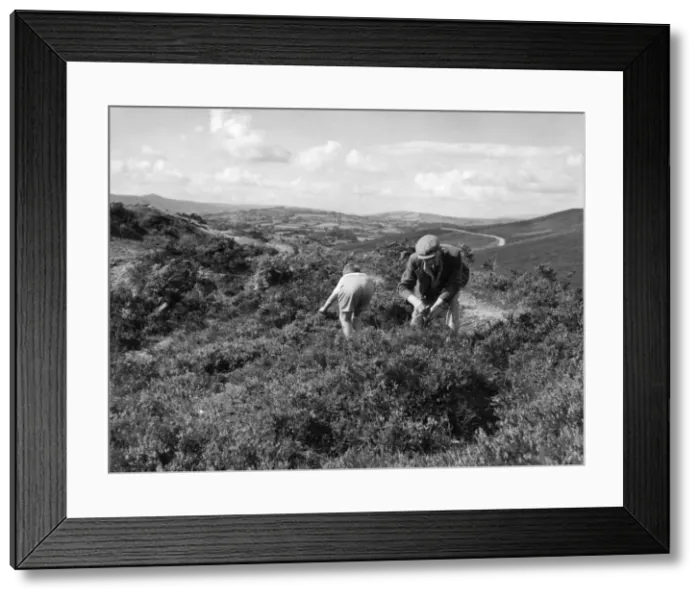 Framed Print : Bilberry Pickers Framed Print : Bilberry Pickers