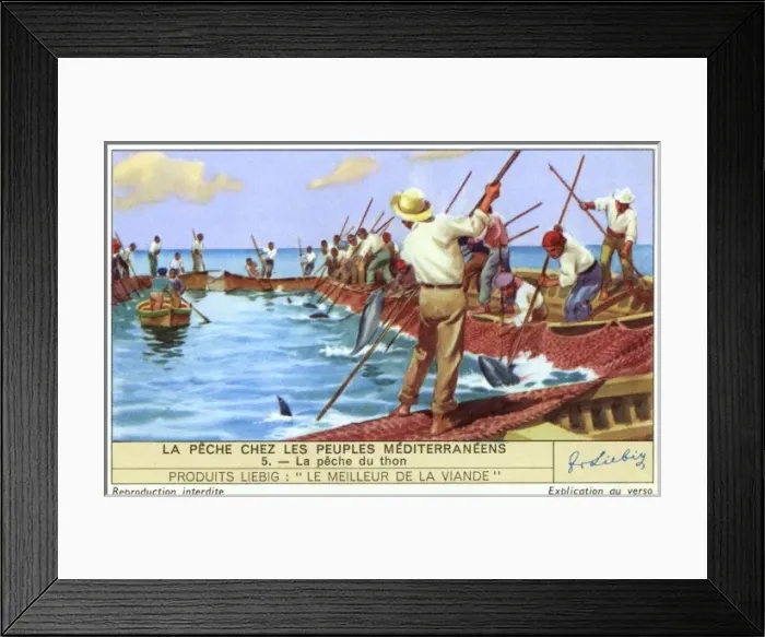 Framed Print : Mediterranean Tuna Framed Print : Mediterranean Tuna