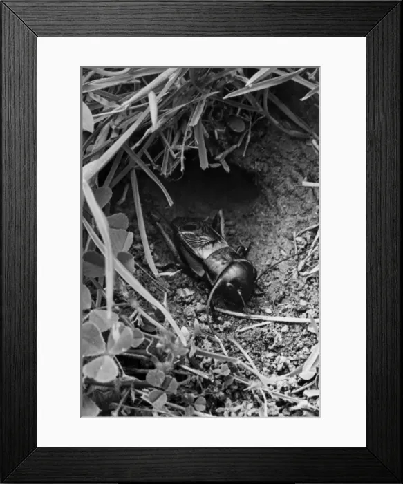 Framed Print : Insect / Field Cricket Framed Print : Insect / Field Cricket
