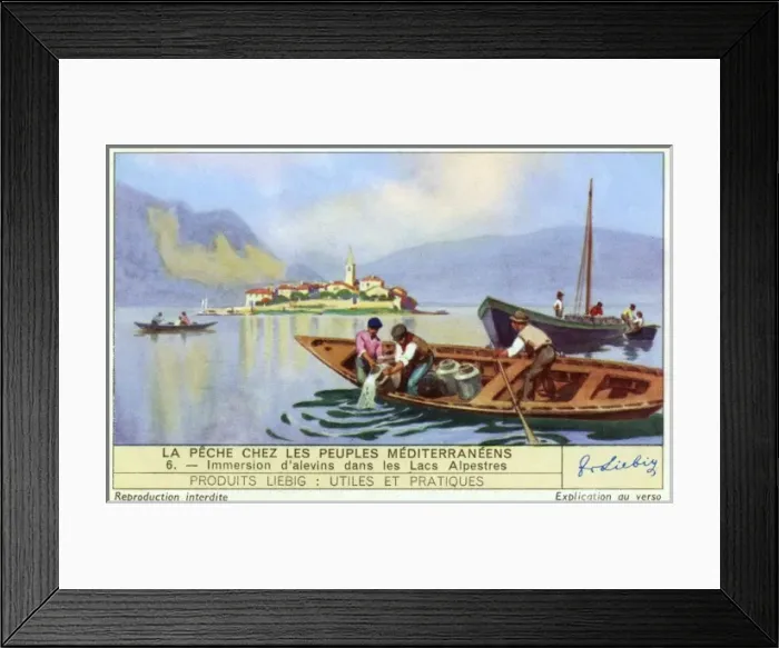 Framed Print : Stocking Lake Fish Framed Print : Stocking Lake Fish